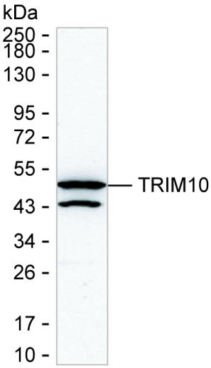 TRIM10